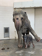 Elefantenbaby Otto wurde am 11.11.2020 im Tierpark Hellabrunn geboren -  Elefantendame Temi ist erneut Mutter!  (©Foto: Tierpark Hellabrunn